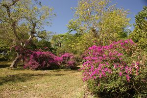 Jardín Botánico de Cienfuegos