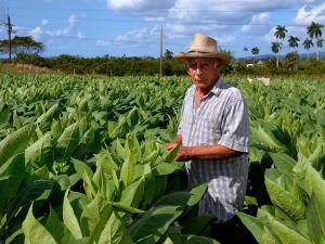 Plantación de tabaco Alejandro Robaina