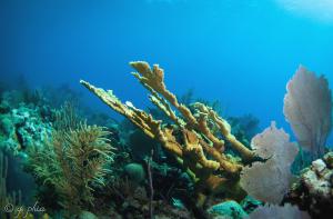 Corals and reefs of Jardines de la Reina