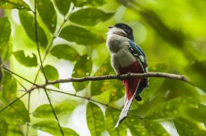 Observación de aves en Cuba