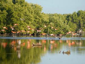 Flamingos in Parque Nacional de Caguanes